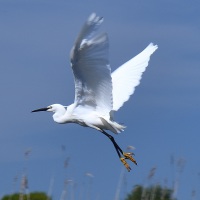 Stanpit-Marsh-2022-94