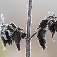 2019-12-02-16-10-36-BRadius8Smoothing4