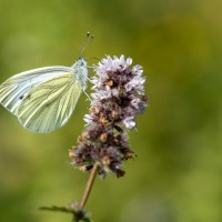 schmetterlinge-08