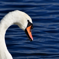 Schwan in Schwerin