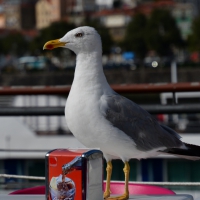 Möve in Porto