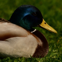 Ente in Minden