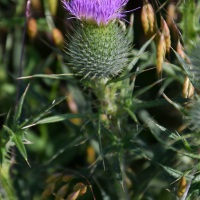D50_7623-1