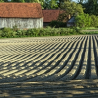 Kartoffelfeld 04.05.2020