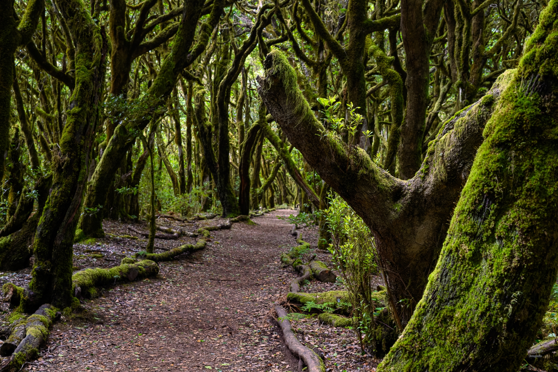 La Gomera Sommer 2026