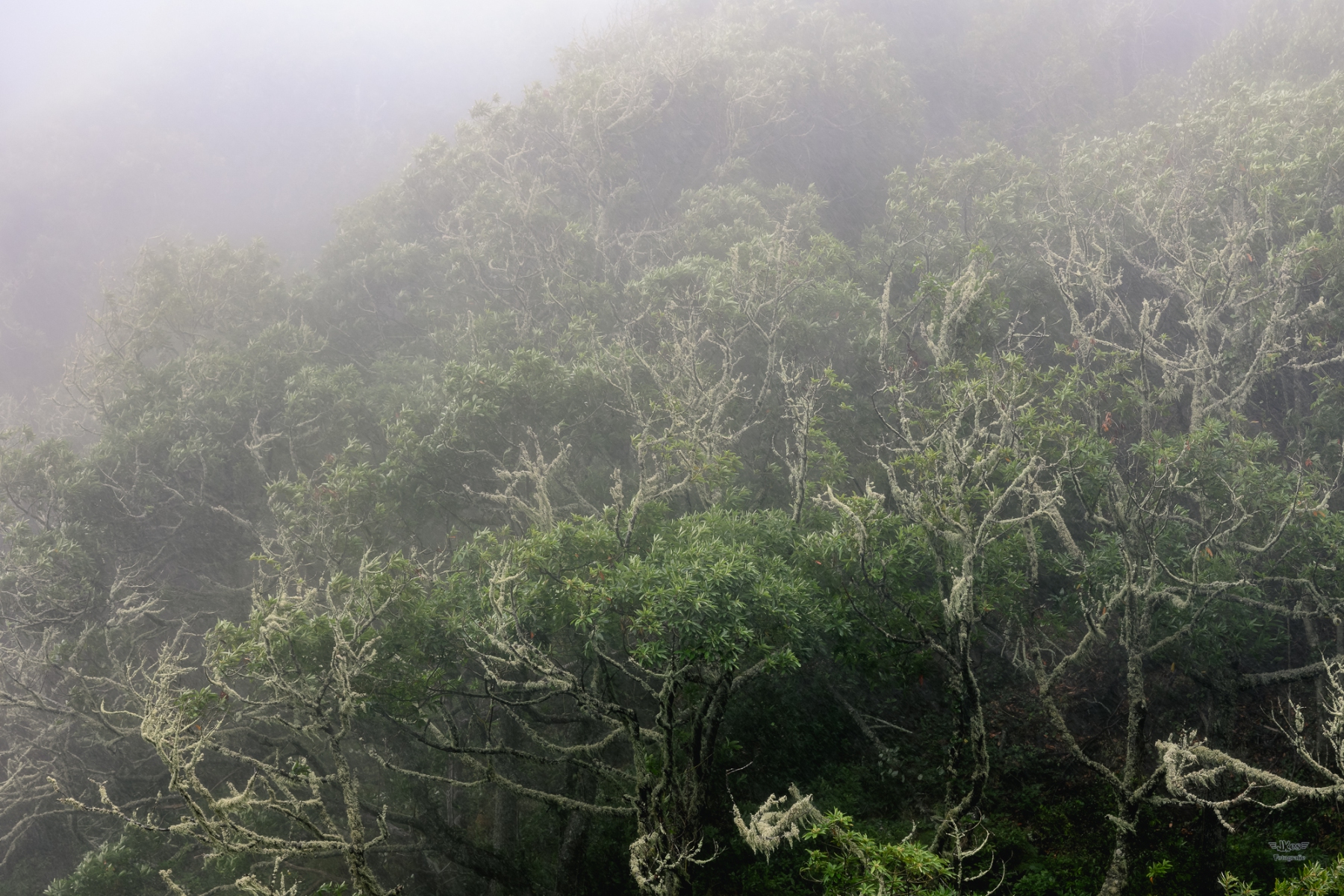 La Gomera Sommer 2026