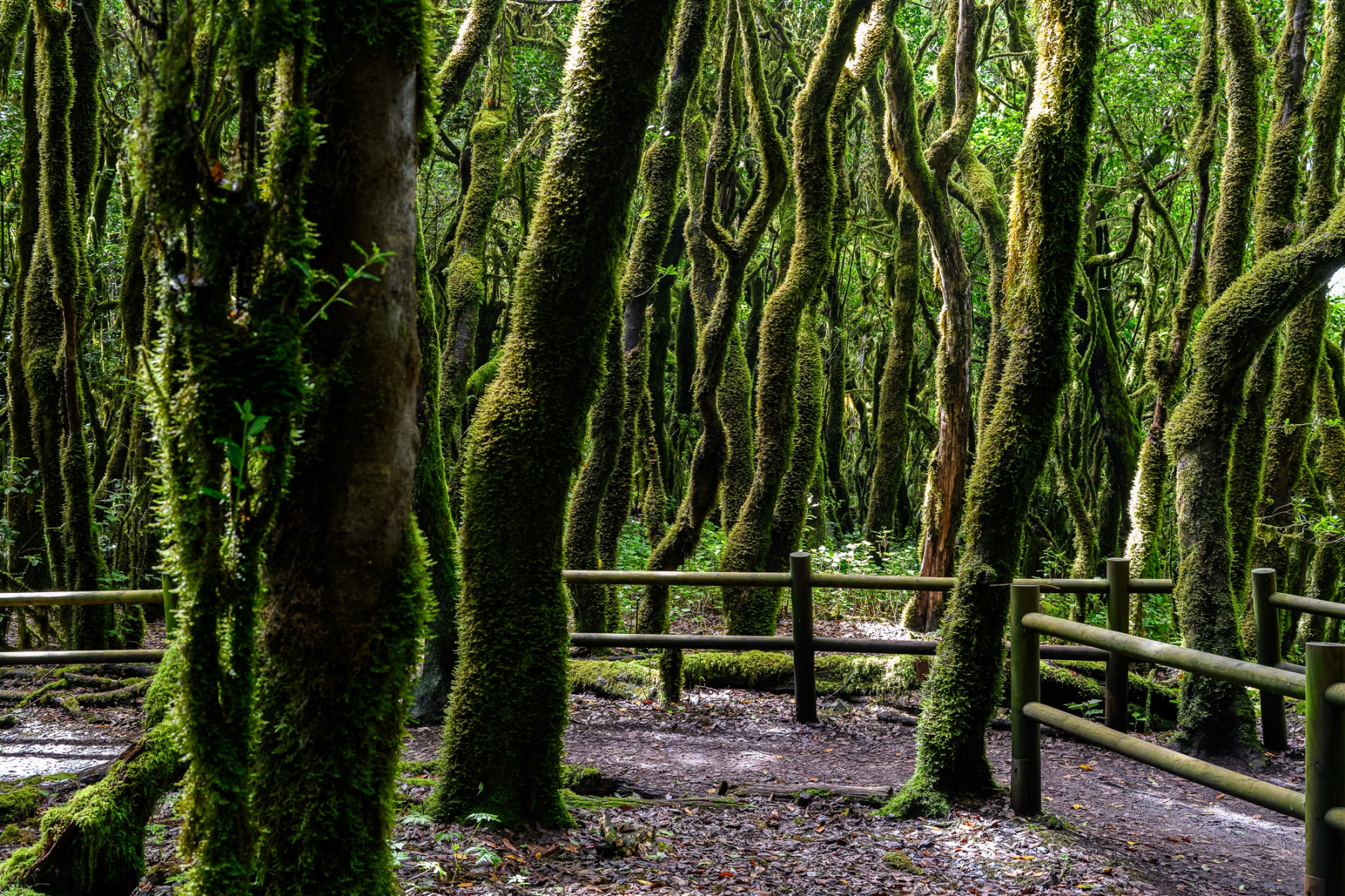 La Gomera Sommer 2026