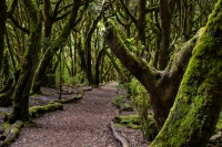 La Gomera Sommer 2026