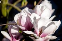 2504_Magnolie_02-scaled