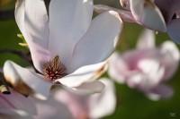 2504_Magnolie_08