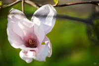 2504_Magnolie_09