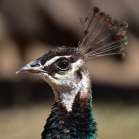 Okavango Delta