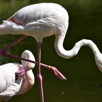 Okavango Delta