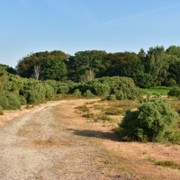 Heidelandschaft im New Forest