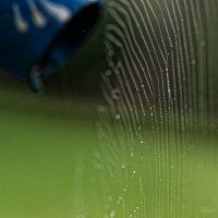 2109_Spinnennetz_13_1_DxO