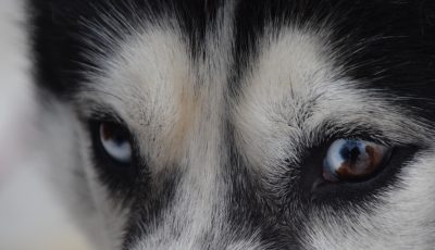 Schlittenhunderennen im Harz 2017