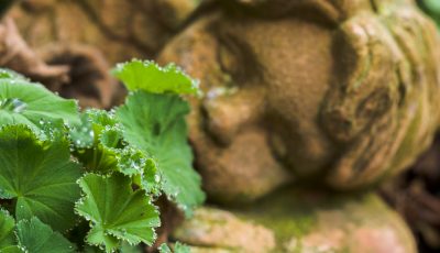 Engel im Alchemilla mollis..