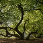 Süntelbuchen im Kurpark von Bad Nenndorf