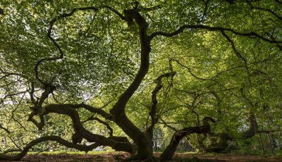 Süntelbuchen im Kurpark von Bad Nenndorf