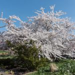 Herrenhäuser Gärten im Frühling