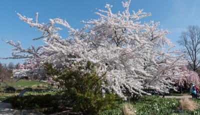 Herrenhäuser Gärten im Frühling