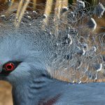 Aufgabenstellung - Vögel in Ihren Voliere zu fotografieren. Das Gitter der Voliere sollte möglichst nicht zu sehen sein. Kamera Nikon D500 - Objektiv Tamron 18-400 mm vorwiegend