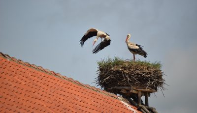 Vogelfotografie