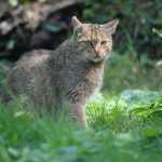 Tierfotografie im Wisentgehege Springe