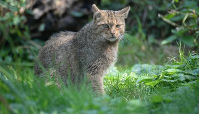 Tierfotografie im Wisentgehege Springe