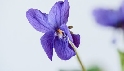 Frühblüher im Garten und Wald