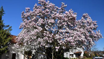 Frühling 2020