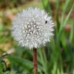 Zeit der Pusteblume