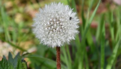 Zeit der Pusteblume