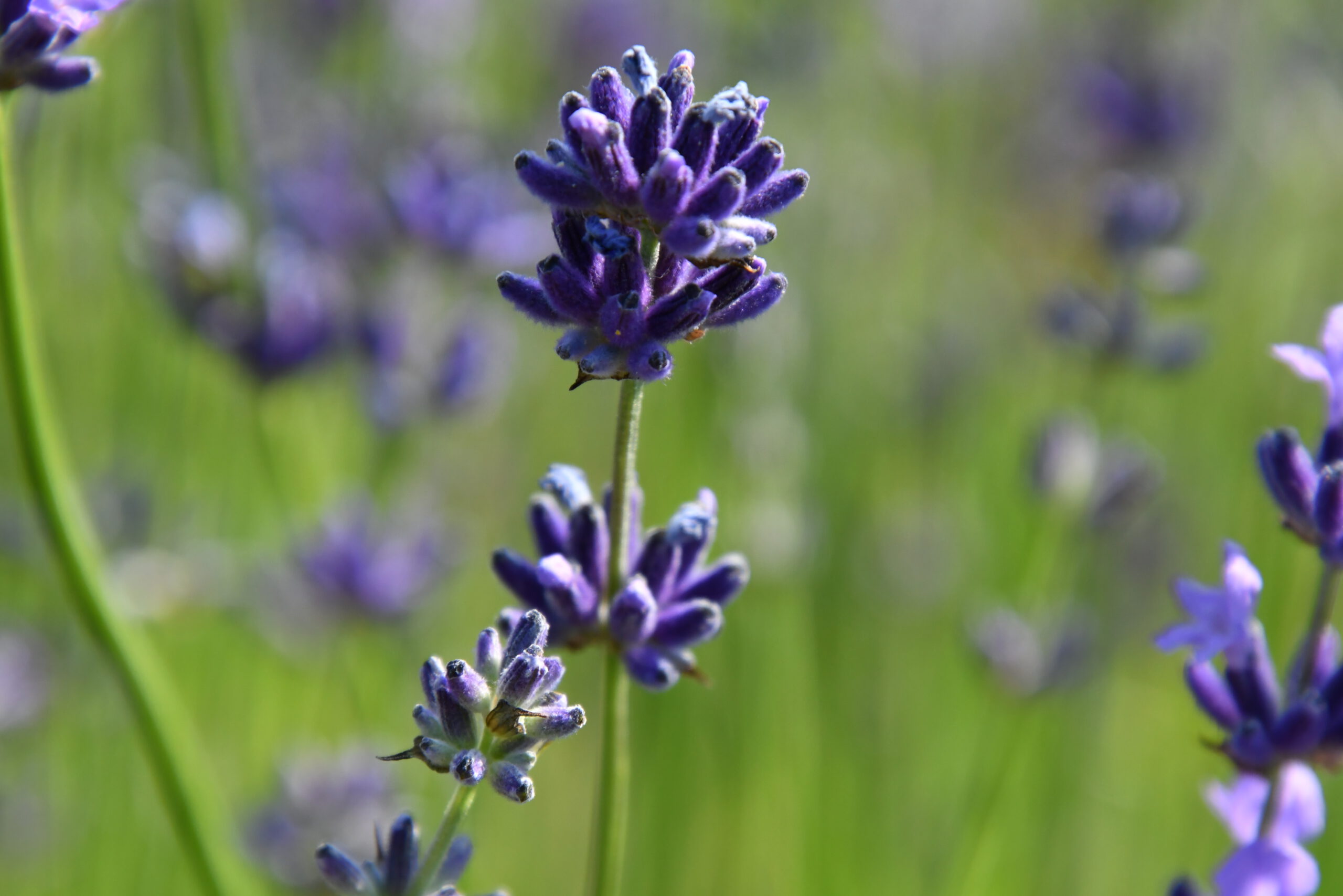 Lavendelblüte im Lipperland