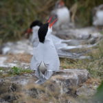 Seeschwalben-Kolonie am Eider-Stauwerk bei Sankt-Peter-Ording