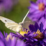 Schmetterlinge im heimischen Garten