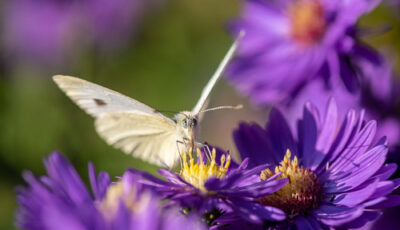 Schmetterlinge im heimischen Garten