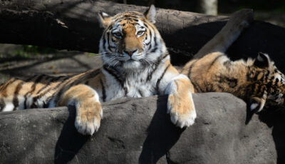 Hagenbecks Tierpark