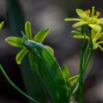 Wald Gelbstern.. / Yellow eye of Bethlehem..