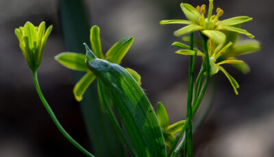 Wald Gelbstern.. / Yellow eye of Bethlehem..