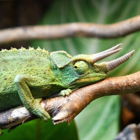 Chamaeleon-1