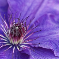 Garten Mai 2018