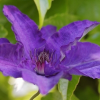 Garten Mai 2018
