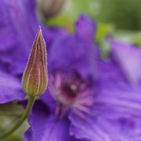 Garten Mai 2018
