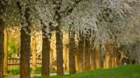 Kirschblüte 30.04.2023