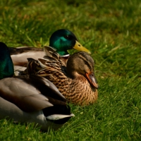 Ente in Minden