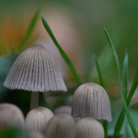 Ganz kleiner Pilz im Garten