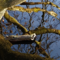1712_Hiller_Moor_0001