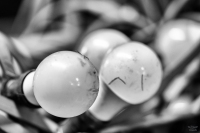 Ormig 08.06.2024