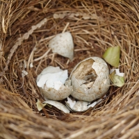 Vogelnest 22.07.2018